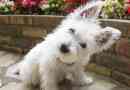 West highland white terrier dog. Опис, характер та догляд за west highland white terrier
